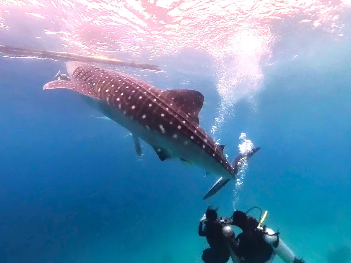 與鯨鯊、海龜、沙丁魚相見歡- Simpany 海外員旅前往宿霧囉！
